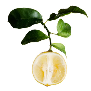 Bergamot fragrance note – fresh citrus top with green floral nuances
