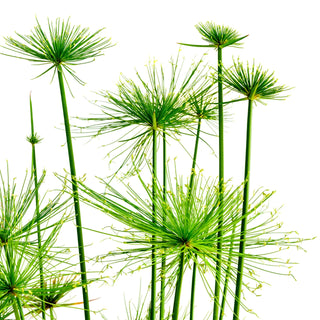 Papyrus fragrance note – dry woody base with earthy, smoky tones