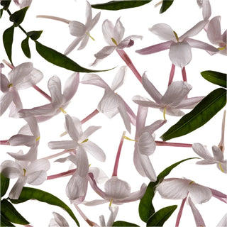 South African jasmine absolute – radiant white floral heart note in my Geisha UK perfumes