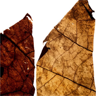 Tobacco perfume ingredient – rich leathery base note in my Geisha UK fragrances