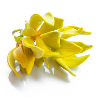 Ylang-ylang fragrance note – exotic creamy white floral with fruity sweetness